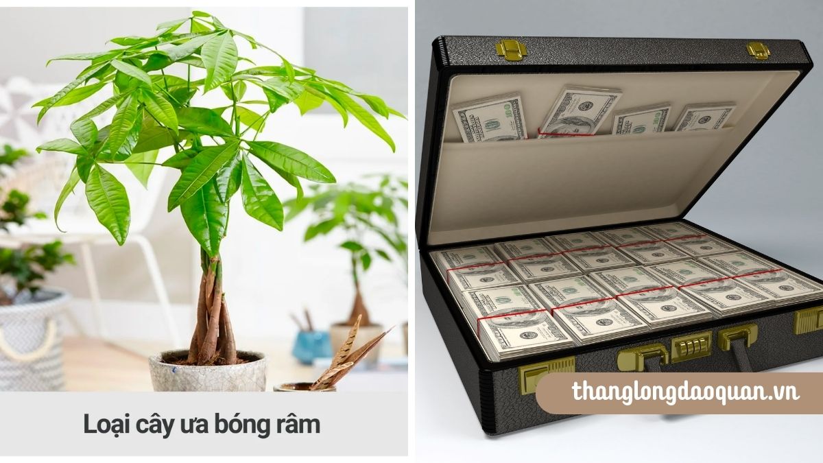 2 kiểu người nhất định phải trồng cây Kim Ngân