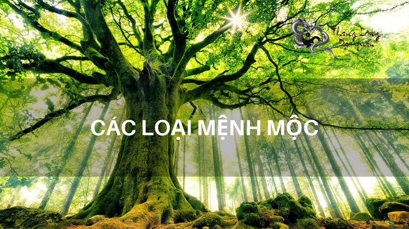 cac-loai-menh-moc