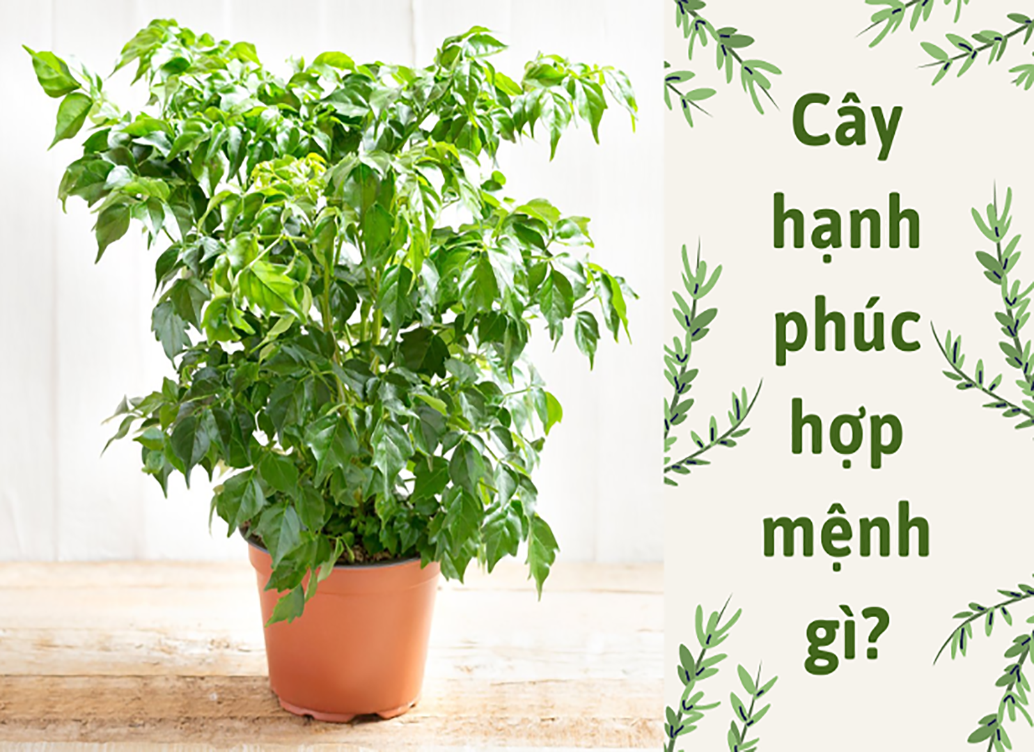 Cây Hạnh Phúc hợp mệnh gì