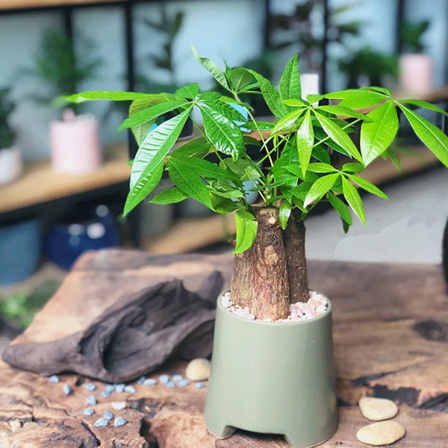 Cây Kim Ngân nhỏ đền bàn