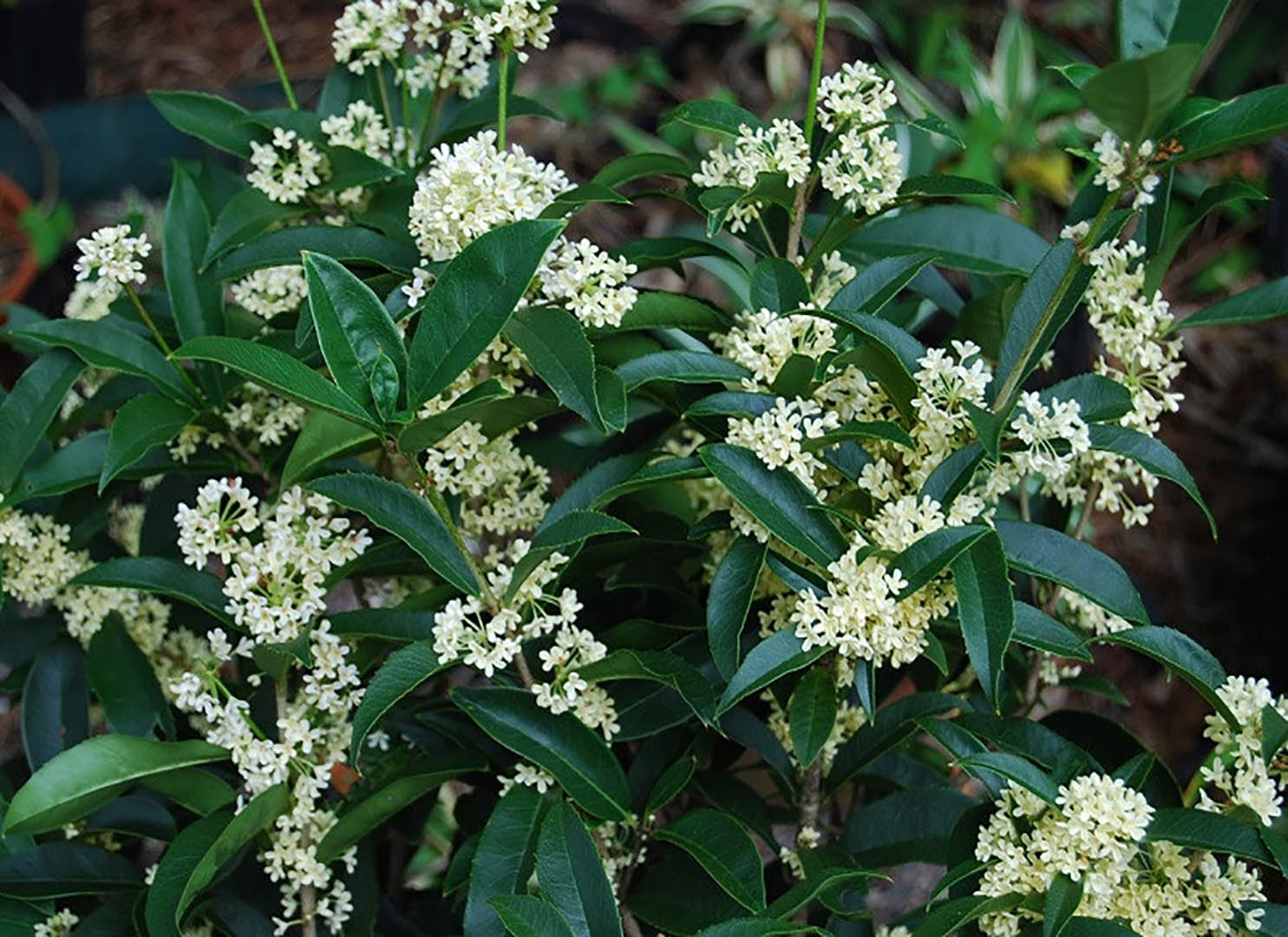 Cây Mộc Hương là gì