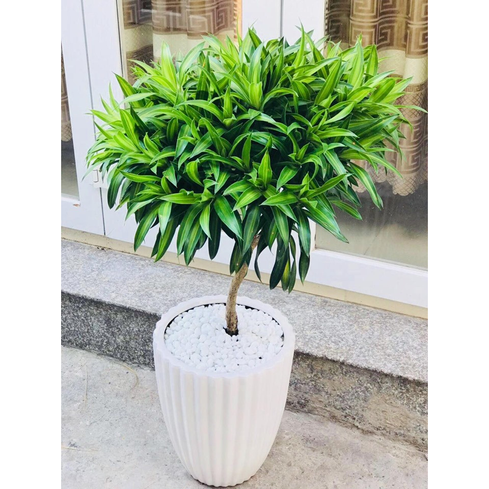 Cây Trúc Bách Hợp