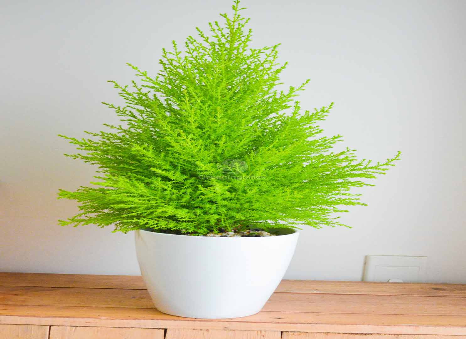 Cây phong thủy tuổi Thìn