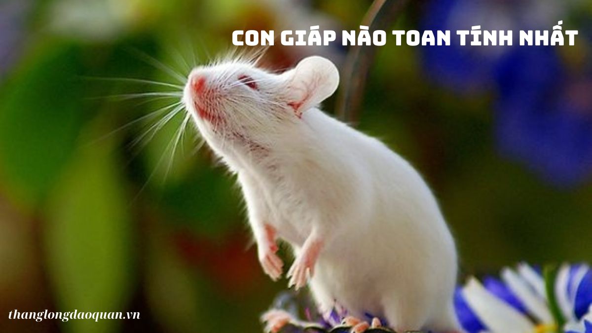 con giáp nào toan tính nhất