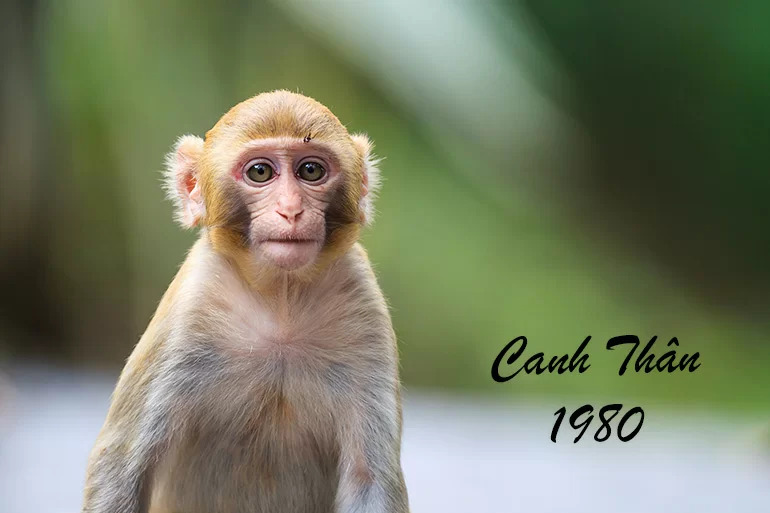 Khái quát về tuổi Canh Thân 1980