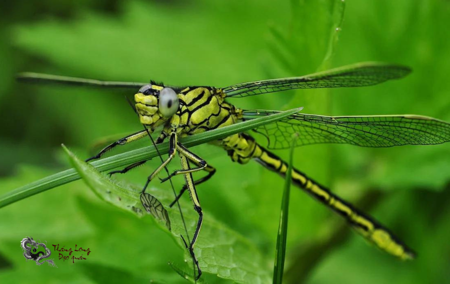 Nếu chuồn chuồn màu xanh lá bay vào nhà thì bạn cần chú trọng hơn tới các mối quan hệ