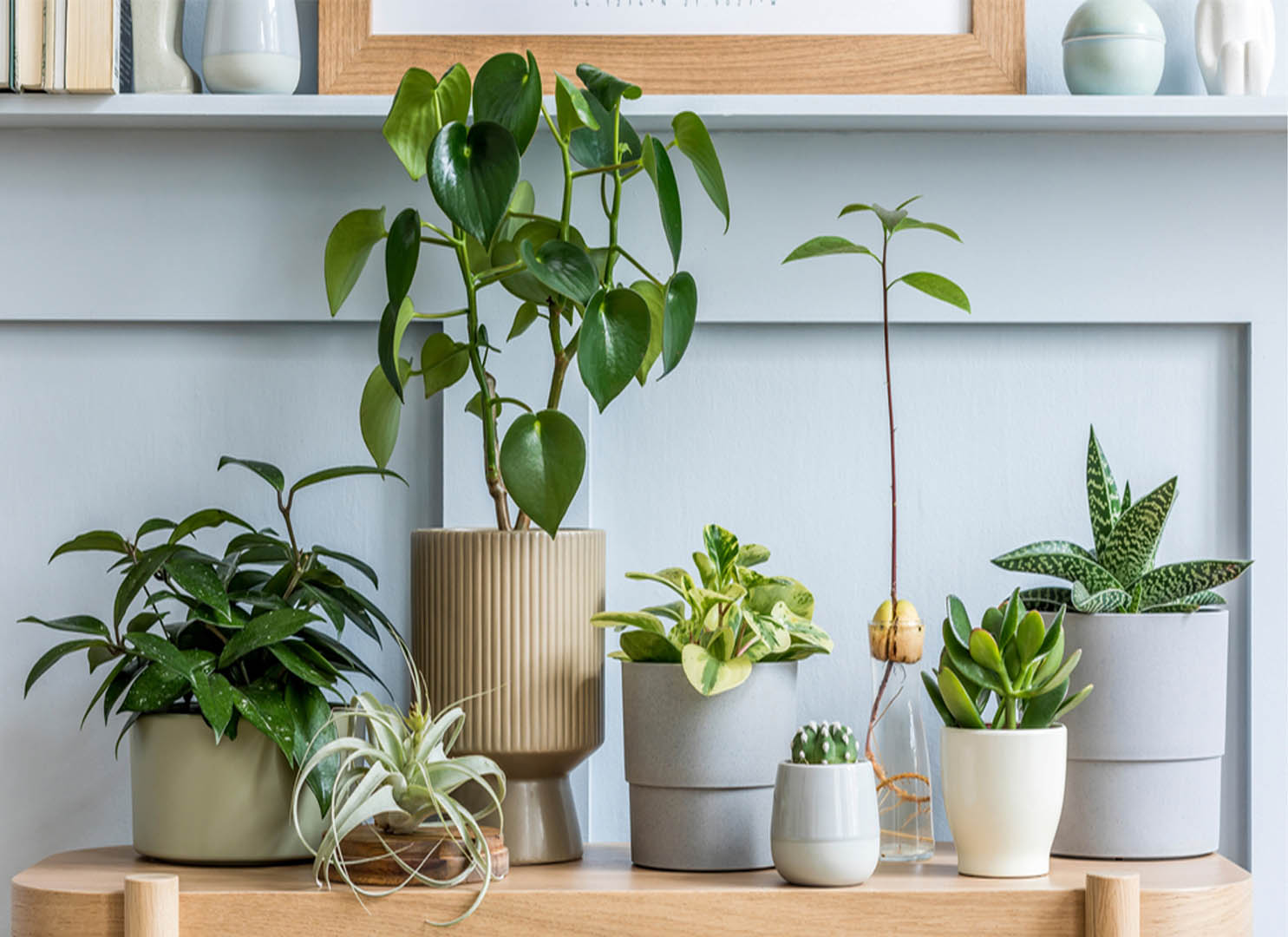 Tuổi Tuất hợp cây gì