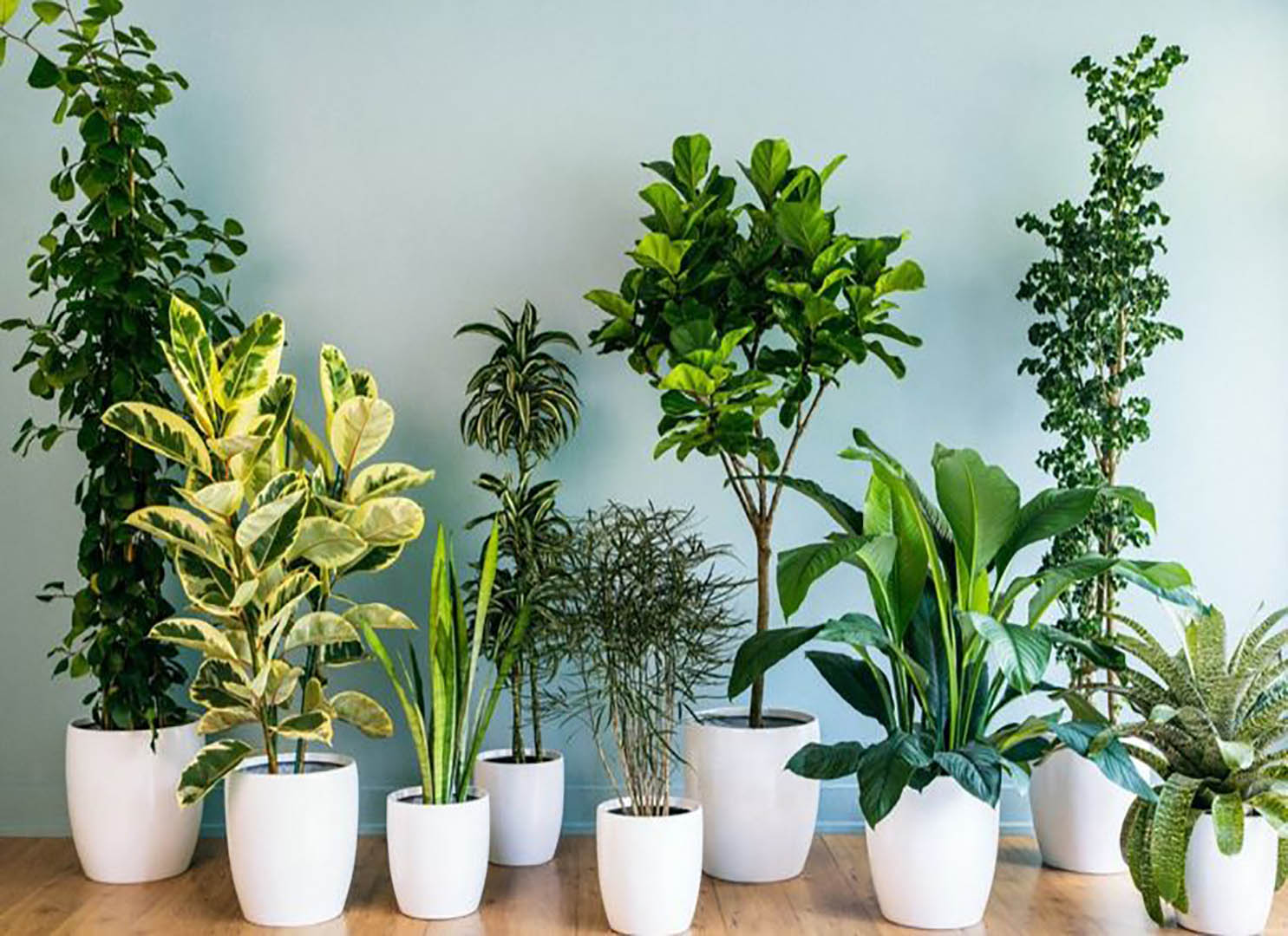 Tuổi Tỵ hợp với cây gì