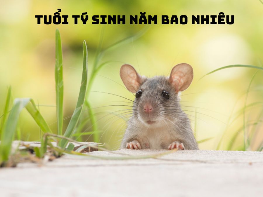 Tuổi Tý sinh năm nào