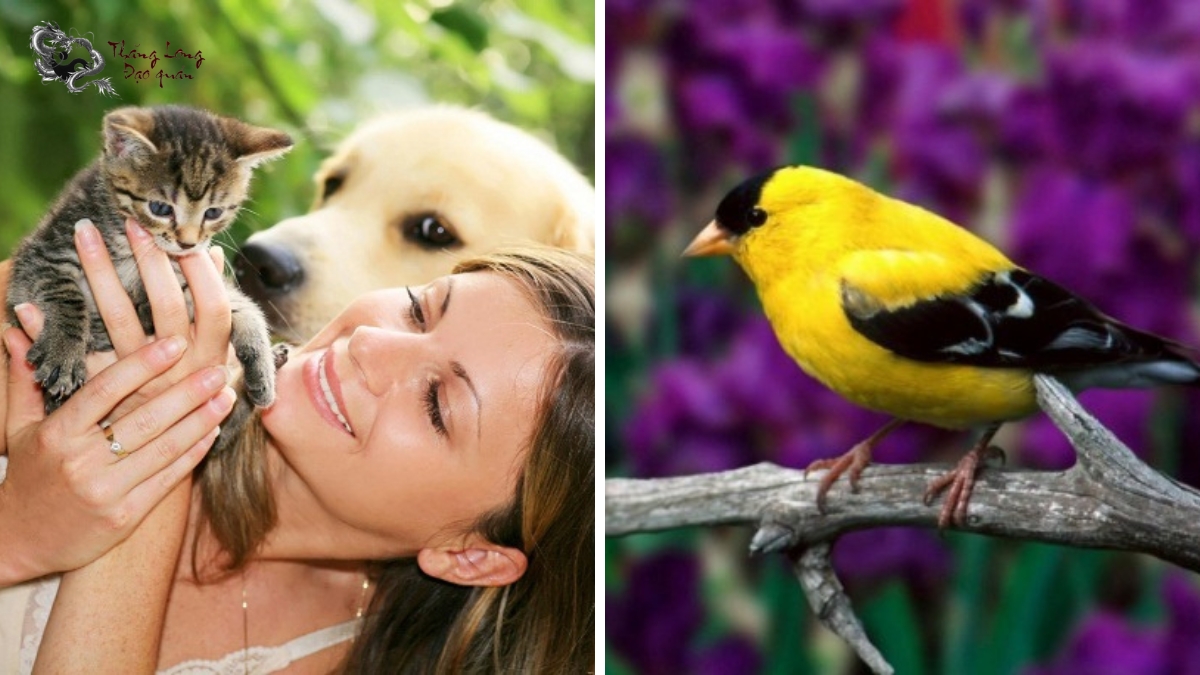 Vật nuôi trong nhà cũng mang tác dụng phong thủy lớn