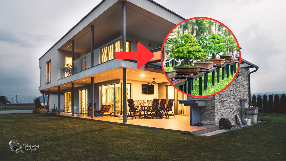 Các .loại cây phong thuỷ nên để trong nhà giúp phát tài