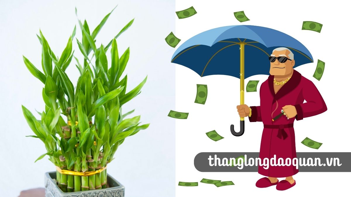 Các tuổi nên trồng cây phát tài phát lộc