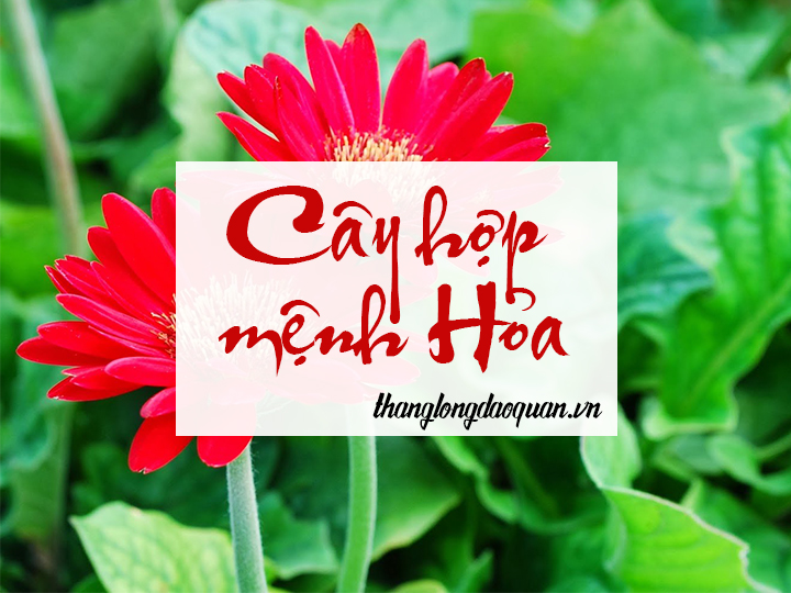 Cây hợp mệnh Hỏa