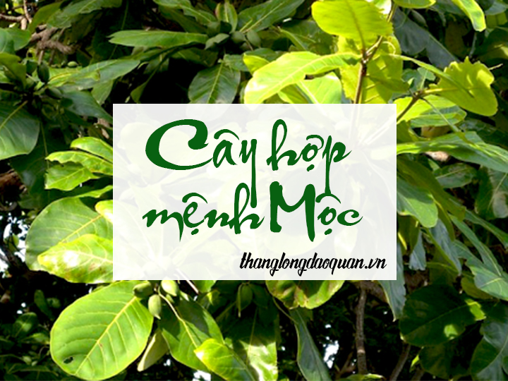 Cây hợp mệnh Mộc