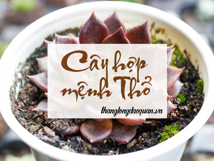 Cây hợp mệnh Thổ