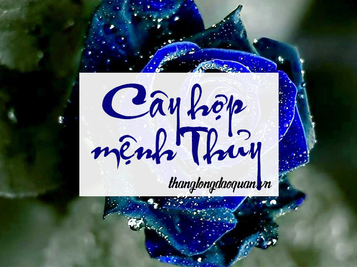 Cây hợp mệnh Thủy