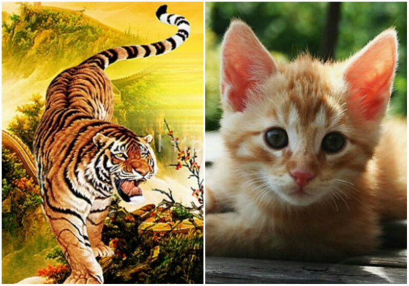 Vợ tuổi Dần, chồng tuổi Mão có hợp không? 