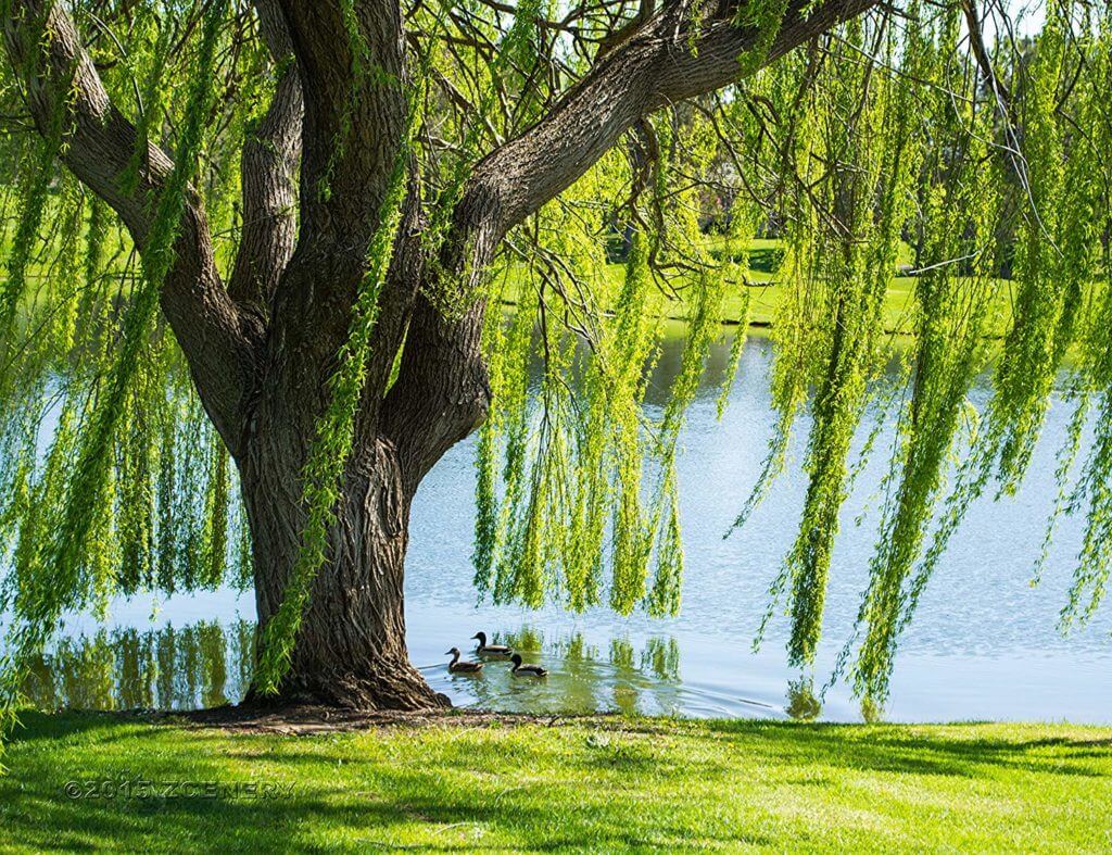 Dương Liễu Mộc