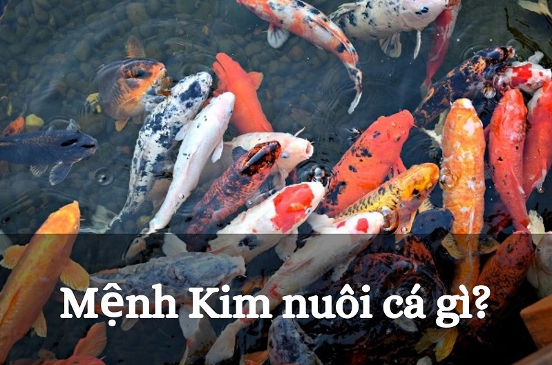 menh-kim-nuoi-ca-gi