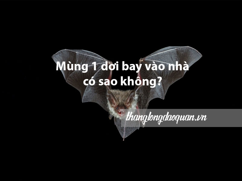 Mùng 1 dơi bay vào nhà