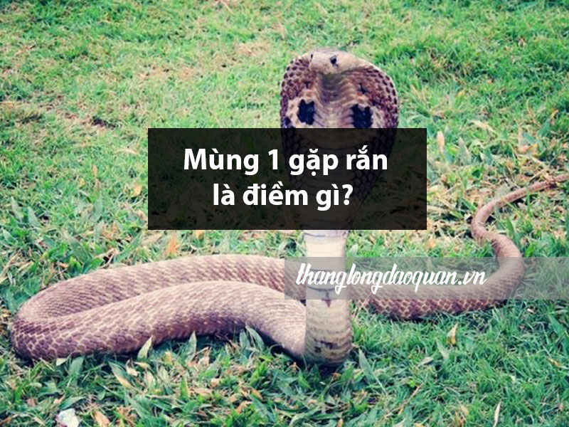 Mùng 1 gặp rắn