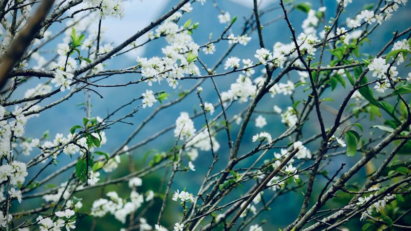 tiết Lập xuân là gì