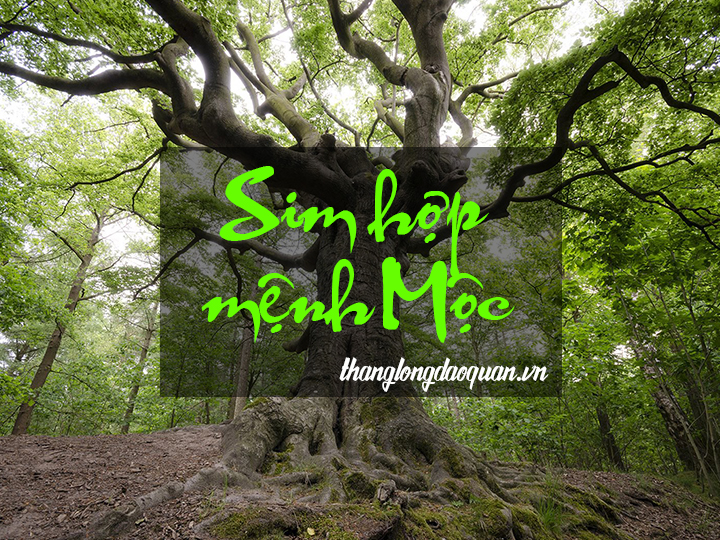 5 cách chọn sim hợp mệnh Mộc