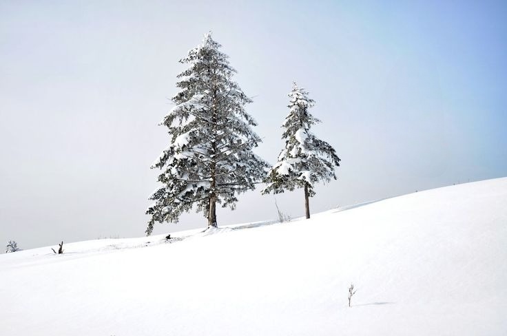 tiết đại hàn là gì
