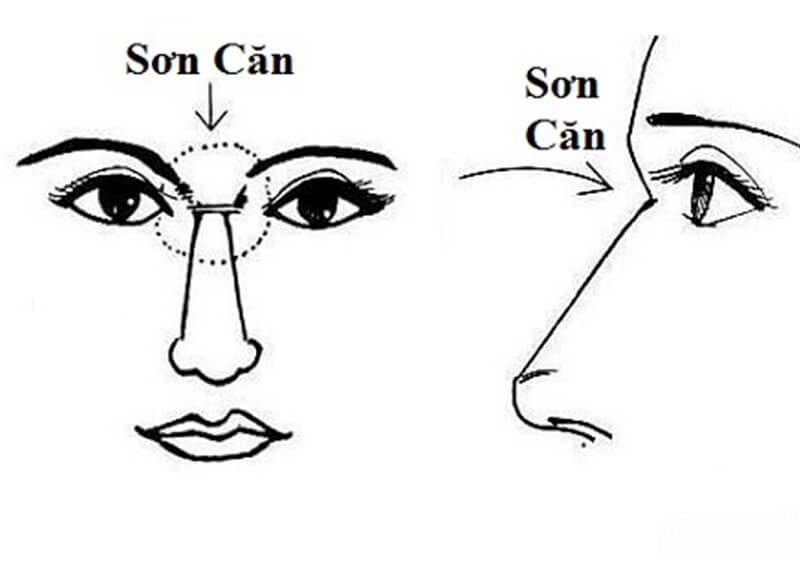 sơn căn là gì