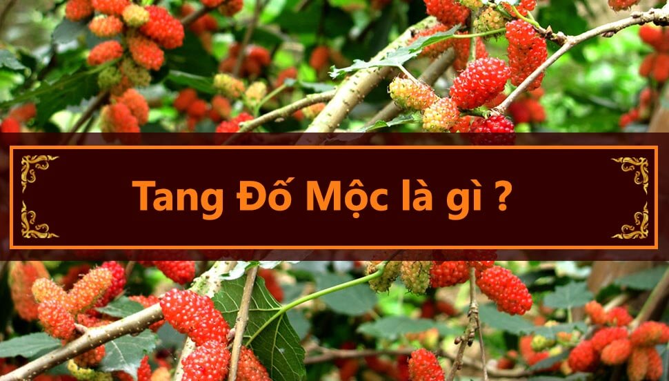 tang đố mộc