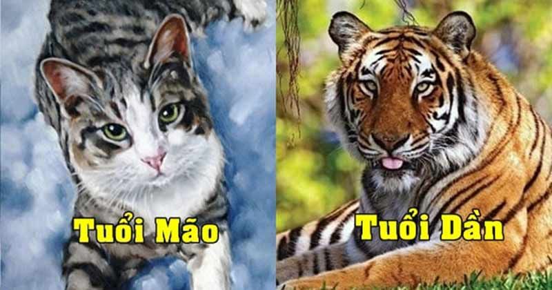 Vợ tuổi mão chồng tuổi dần