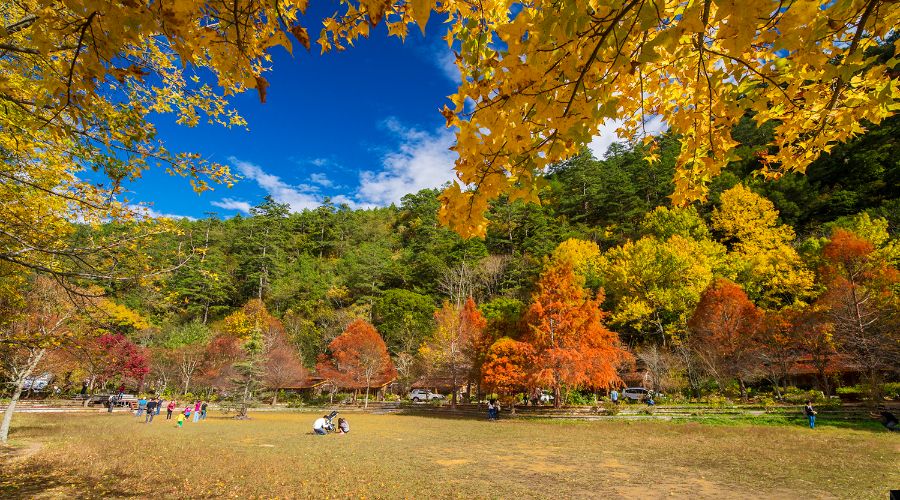 tiết thu phân là gì
