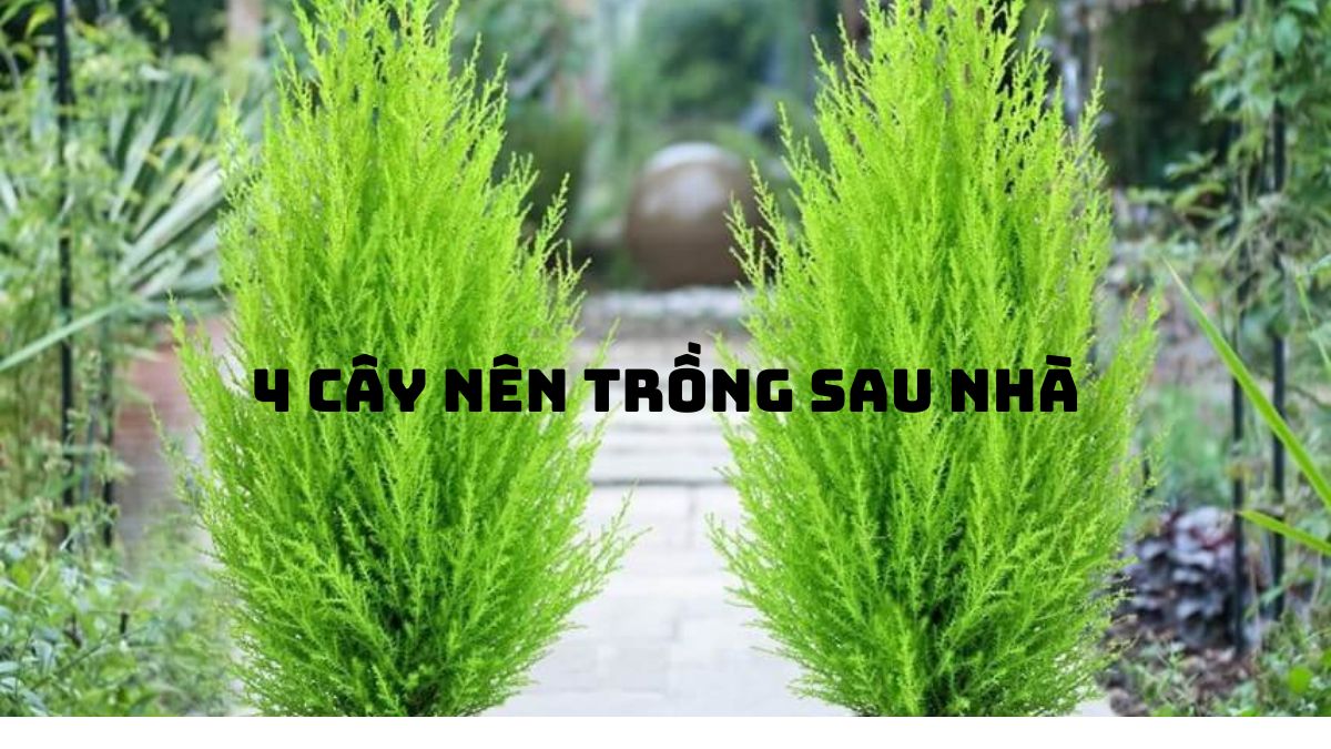trồng cây gì sau nhà