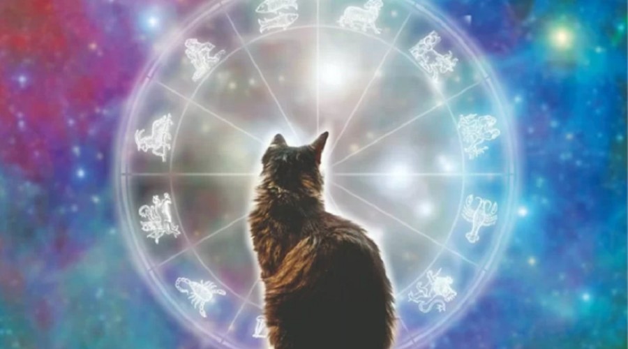 tứ hành xung tuổi mão