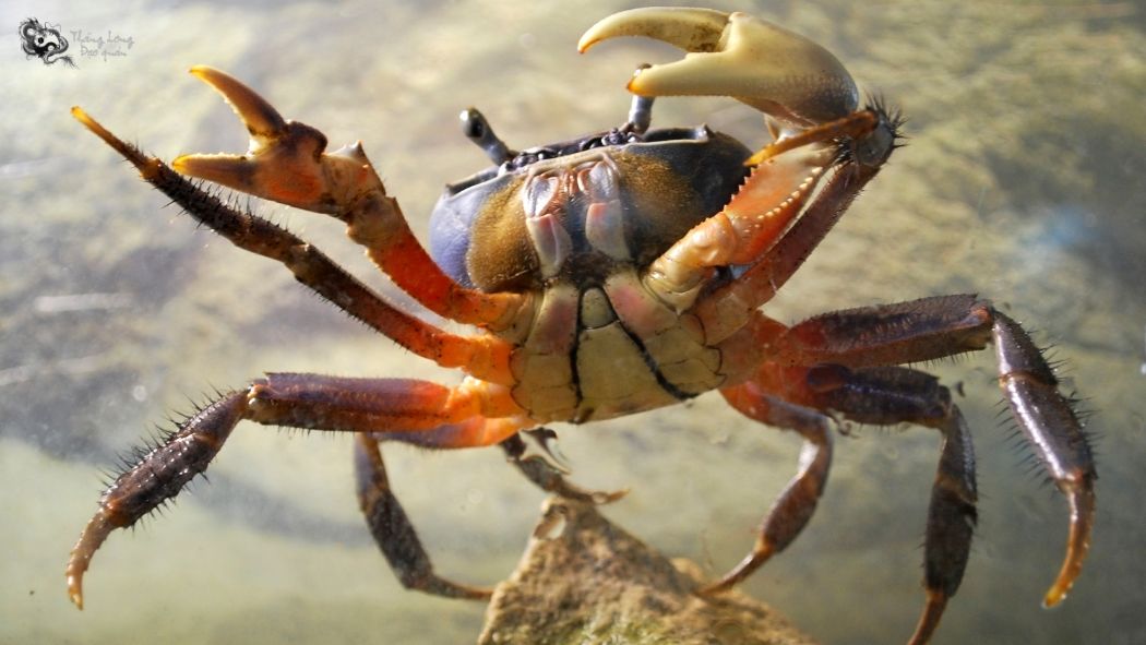 Tử vi cung Cự Giải ngày 14/9/2023 có những biến động gì?