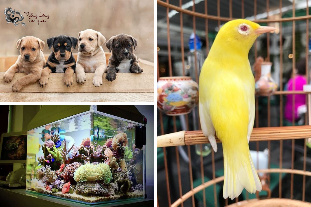 vật nuôi tháng cô hồn