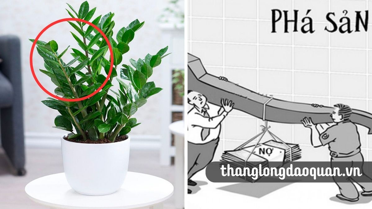 Đâu là vị trí đặt cây kim tiền hút tài hút lộc